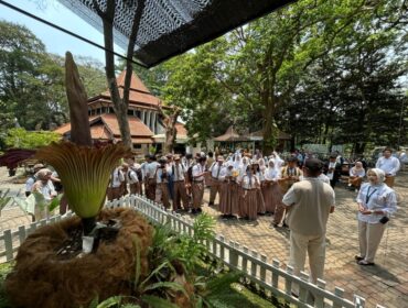 Bunga Bangkai mekar di Kebun Raya Purwodadi.