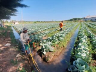 Hariyanto, sedang menyiram Tanaman Kubis yang ditanamnya di area persawahan Kelurahan Pilang, Kota Probolinggo. 