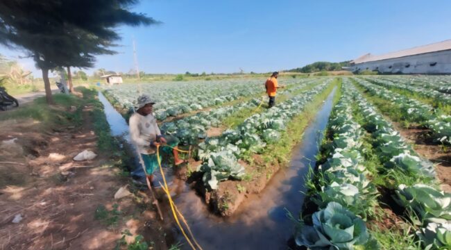 Hariyanto, sedang menyiram Tanaman Kubis yang ditanamnya di area persawahan Kelurahan Pilang, Kota Probolinggo. 