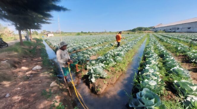 
					Hariyanto, sedang menyiram Tanaman Kubis yang ditanamnya di area persawahan Kelurahan Pilang, Kota Probolinggo. 