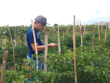 RESAH: Petani Cabai, Hasan Prasojo, sedang mengecek tanaman cabainya yang berada di Kecamatan Kademangan, Kota Probolinggo. (foto: Hafiz Rozani).