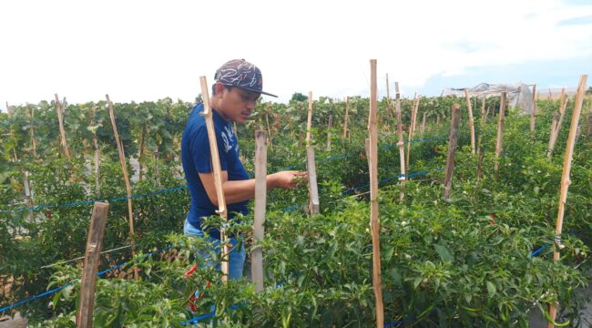 RESAH: Petani Cabai, Hasan Prasojo, sedang mengecek tanaman cabainya yang berada di Kecamatan Kademangan, Kota Probolinggo. (foto: Hafiz Rozani).