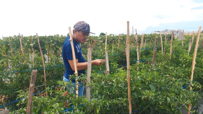 
					RESAH: Petani Cabai, Hasan Prasojo, sedang mengecek tanaman cabainya yang berada di Kecamatan Kademangan, Kota Probolinggo. (foto: Hafiz Rozani).