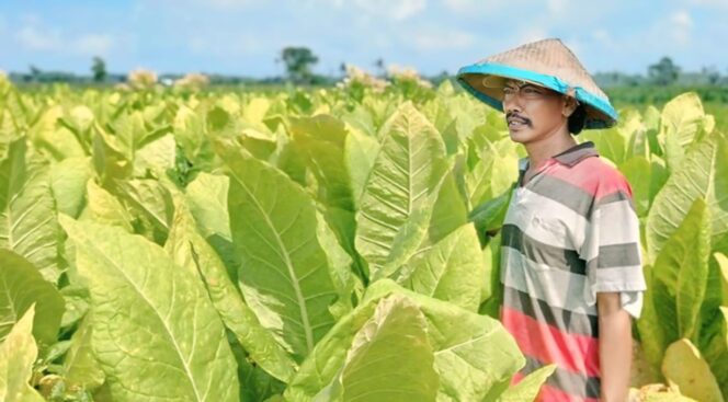 
					BAKAL TERIMA BANSOS: Aktifitas petani tembakau di Kecamatan Kunir, Kabupaten Lumajang. (foto: istimewa).
