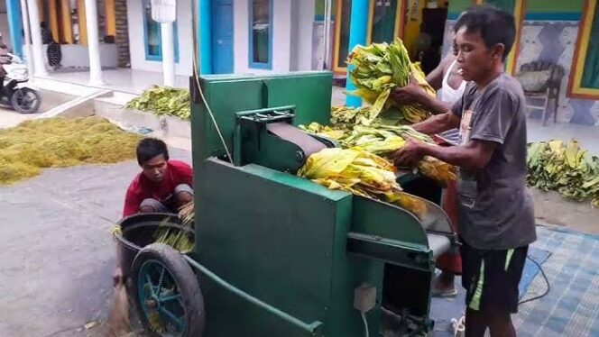 
					Para petani tembakau merajang hasil panen tembakau, menggunakan mesin rajang.
