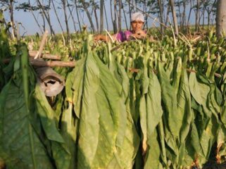 Hasil panen tembakau di Lumajang. (Foto: Istimewa)