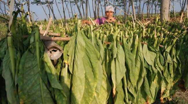 Hasil panen tembakau di Lumajang. (Foto: Istimewa)