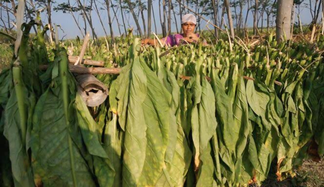 
					Hasil panen tembakau di Lumajang. (Foto: Istimewa)