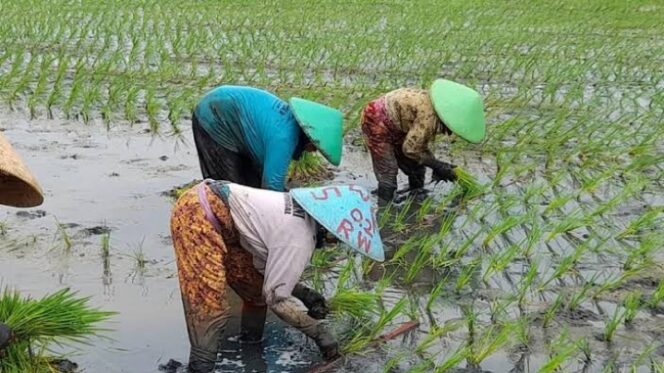 
					Foto saat petani melakukan aktivitas penanaman padi.