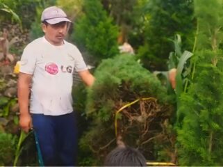 Petani Prigen tengah merapikan pohon cemara Poa-poa.