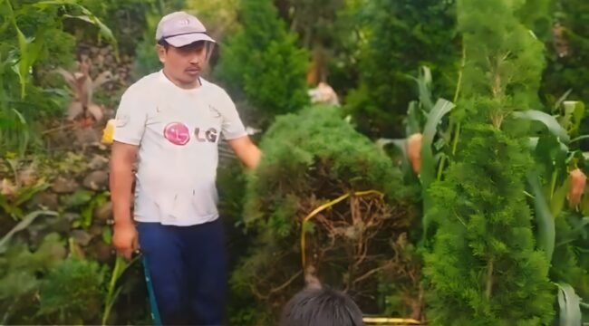 Petani Prigen tengah merapikan pohon cemara Poa-poa.