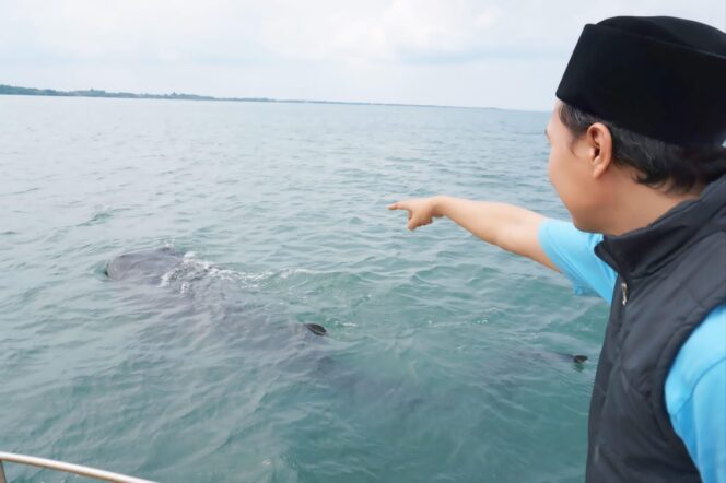 
					BERENANG: Manager Unit The Bentar Beach, Abdul Hamid, menunjukkan se-ekor Hiu Tutul yang berenang di Pantai Bentar. (foto: Moch. Rochim).
