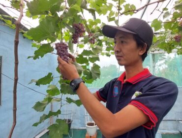 Pembudidaya anggur Muhammad Joko Hasbullah, saat memetik anggur di kebunnya. (Foto: Hafiz Rozani)
