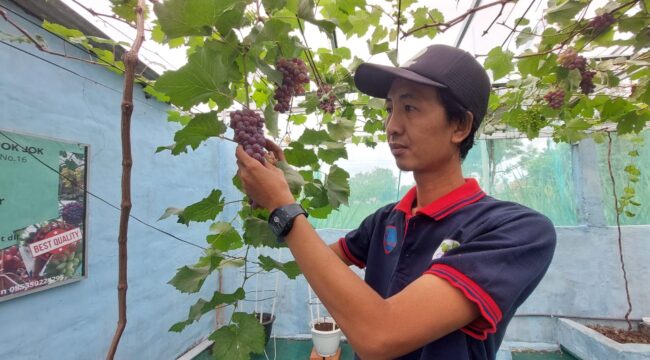 Pembudidaya anggur Muhammad Joko Hasbullah, saat memetik anggur di kebunnya. (Foto: Hafiz Rozani)
