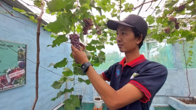 
					Pembudidaya anggur Muhammad Joko Hasbullah, saat memetik anggur di kebunnya. (Foto: Hafiz Rozani)
