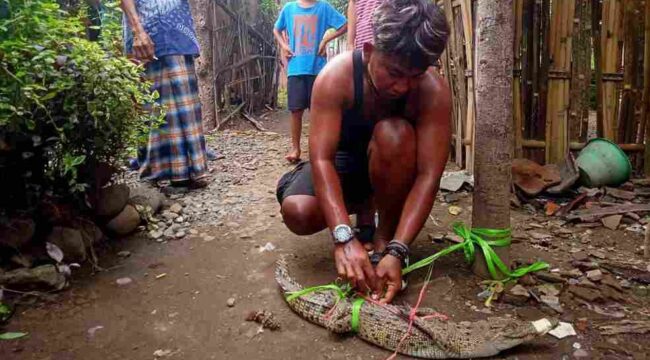 DITANGKAP: Warga sedang mengikat buaya anakan yang berhasil ditangkap di Sungai Rondoningo Kraksaan. (foto: istimewa)
