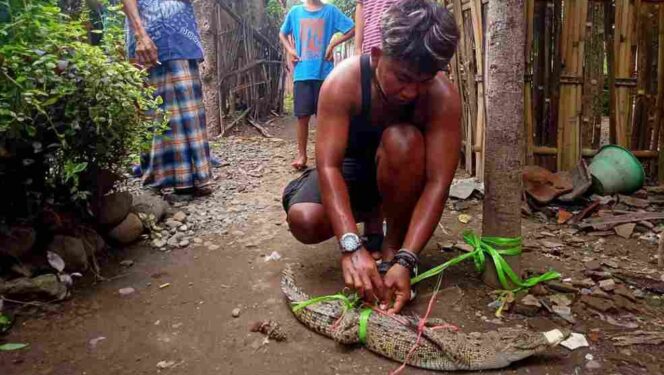 
					DITANGKAP: Warga sedang mengikat buaya anakan yang berhasil ditangkap di Sungai Rondoningo Kraksaan. (foto: istimewa)
