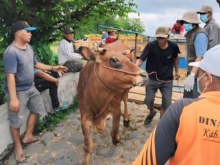 Beberapa sapi dilakukan pemeriksaan di Pasar Hewan Lumajang.