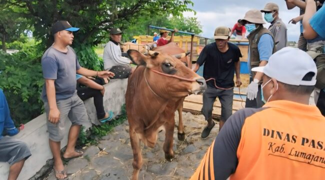 Beberapa sapi dilakukan pemeriksaan di Pasar Hewan Lumajang.