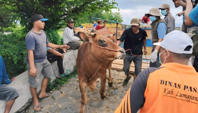 
					Beberapa sapi dilakukan pemeriksaan di Pasar Hewan Lumajang.