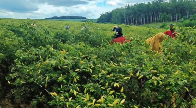 Petani cabai rawit Desa Pasrujambe, Lumajang. 