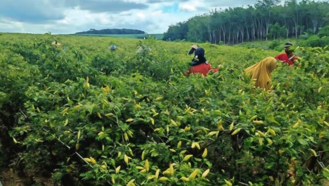 
					Petani cabai rawit Desa Pasrujambe, Lumajang. 