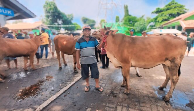 
					SEPI: Pasar Hewan Wonoasih Kota Probolinggo sepi pengunjung akibat kembali merebaknya virus PMK. (foto: Hafiz Rozani).
