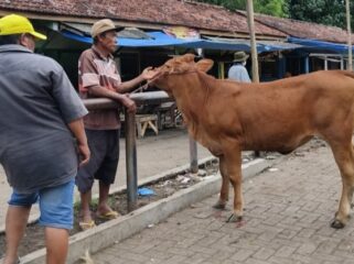 Sapi di Pasar Hewan Lumajang.