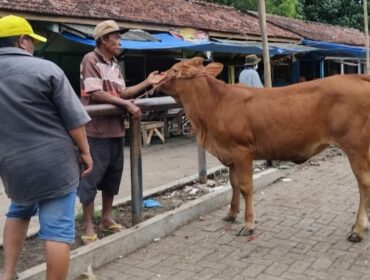 Sapi di Pasar Hewan Lumajang.