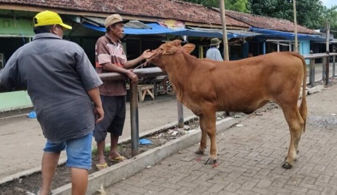 
					Sapi di Pasar Hewan Lumajang.