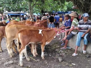 Pasar Hewan Lumajang.