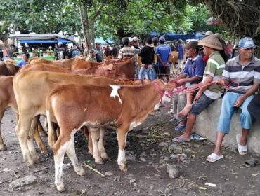 Pasar Hewan Lumajang.