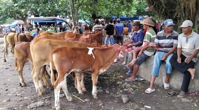 Pasar Hewan Lumajang.