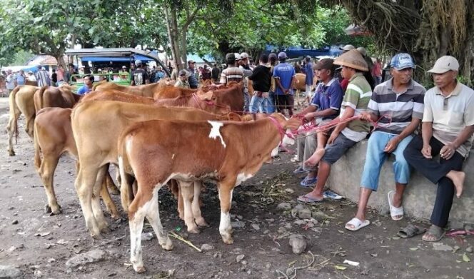 
					Pasar Hewan Lumajang.