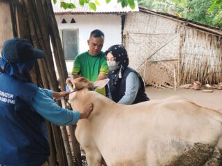 PMK: Proses vaksinasi ternak yang terpapar PMK di Kota Probolinggo, beberapa waktu lalu. (foto: Hafiz Rozani).
