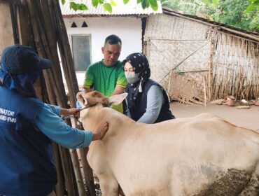 PMK: Proses vaksinasi ternak yang terpapar PMK di Kota Probolinggo, beberapa waktu lalu. (foto: Hafiz Rozani).
