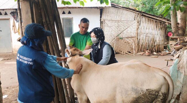 PMK: Proses vaksinasi ternak yang terpapar PMK di Kota Probolinggo, beberapa waktu lalu. (foto: Hafiz Rozani).
