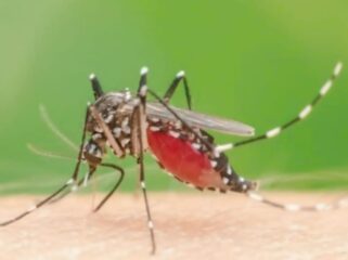 Ilustrasi nyamuk aedes aegypti saat menggigit kulit.