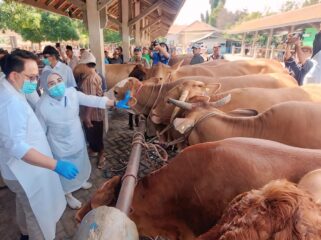 CEK: Pj. Gubernur Jatim Adhy Karyono meninjau sapi yang diperjualbelikan di Pasar Hewan Wonoasih, Kota Probolinggo. (foto: Hafiz Rozani). 
