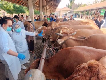 CEK: Pj. Gubernur Jatim Adhy Karyono meninjau sapi yang diperjualbelikan di Pasar Hewan Wonoasih, Kota Probolinggo. (foto: Hafiz Rozani). 
