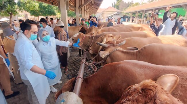 CEK: Pj. Gubernur Jatim Adhy Karyono meninjau sapi yang diperjualbelikan di Pasar Hewan Wonoasih, Kota Probolinggo. (foto: Hafiz Rozani). 
