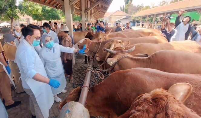 
					CEK: Pj. Gubernur Jatim Adhy Karyono meninjau sapi yang diperjualbelikan di Pasar Hewan Wonoasih, Kota Probolinggo. (foto: Hafiz Rozani). 
