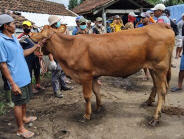 Pasar Hewan Lumajang.