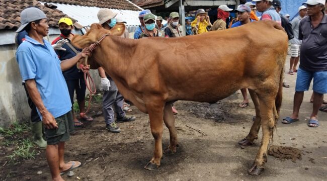 Pasar Hewan Lumajang.