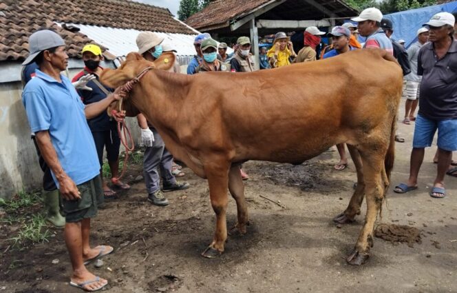 
					Pasar Hewan Lumajang.