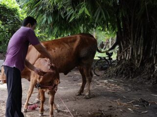 VAKSINASI: Petugas Kesehatan Hewan dari Disperta Kabupaten Probolinggo sedang memberikan vaksin ke sapi milik warga. (Foto: Ali Ya'lu)