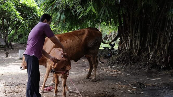 
					VAKSINASI: Petugas Kesehatan Hewan dari Disperta Kabupaten Probolinggo sedang memberikan vaksin ke sapi milik warga. (Foto: Ali Ya'lu)