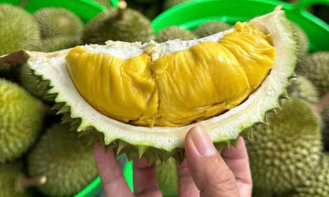 
					Durian Gencono, Lumajang yang banyak digemari oleh pecinta durian.