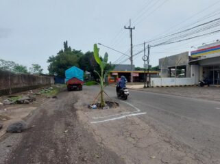 RUSAK: Pohon pisang yang tertanam di lubang Jalan Brantas, Kota Probolinggo. (foto: Hafiz Rozani).