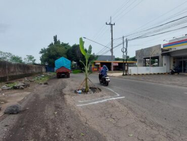 RUSAK: Pohon pisang yang tertanam di lubang Jalan Brantas, Kota Probolinggo. (foto: Hafiz Rozani).